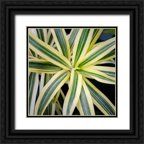 DeNardo, Laura 26x26 Black Ornate Wood Framed with Double Matting Museum Art Print Titled - Cropped Garden Leaves I