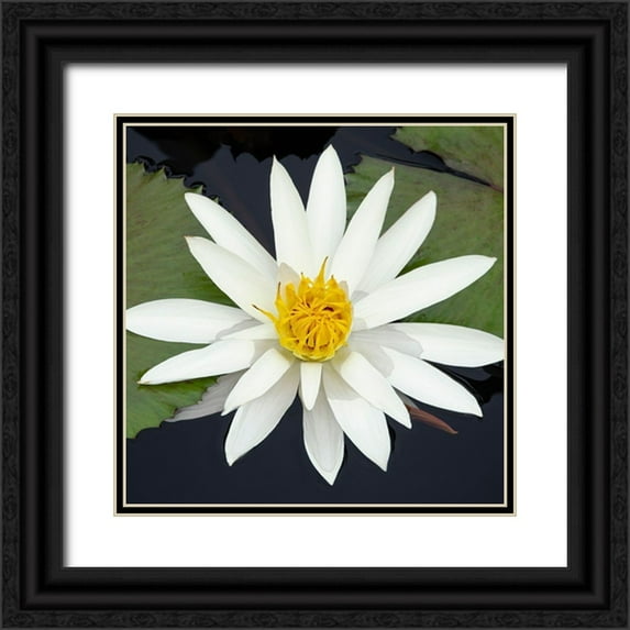 DeNardo, Laura 26x26 Black Ornate Wood Framed with Double Matting Museum Art Print Titled - Water Lily Flowers V