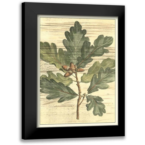 DeShayes, Gerard Paul 19x24 Black Modern Framed Museum Art Print Titled - Weathered Oak Leaves I