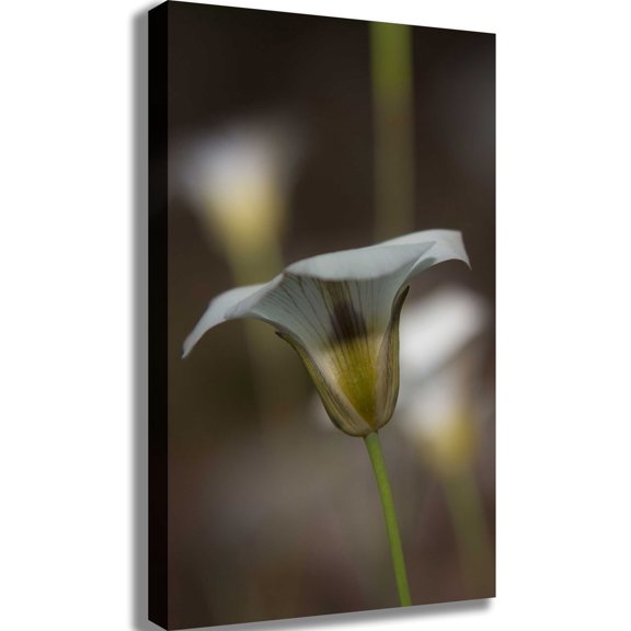 DeWitt Flower III Canvas Print