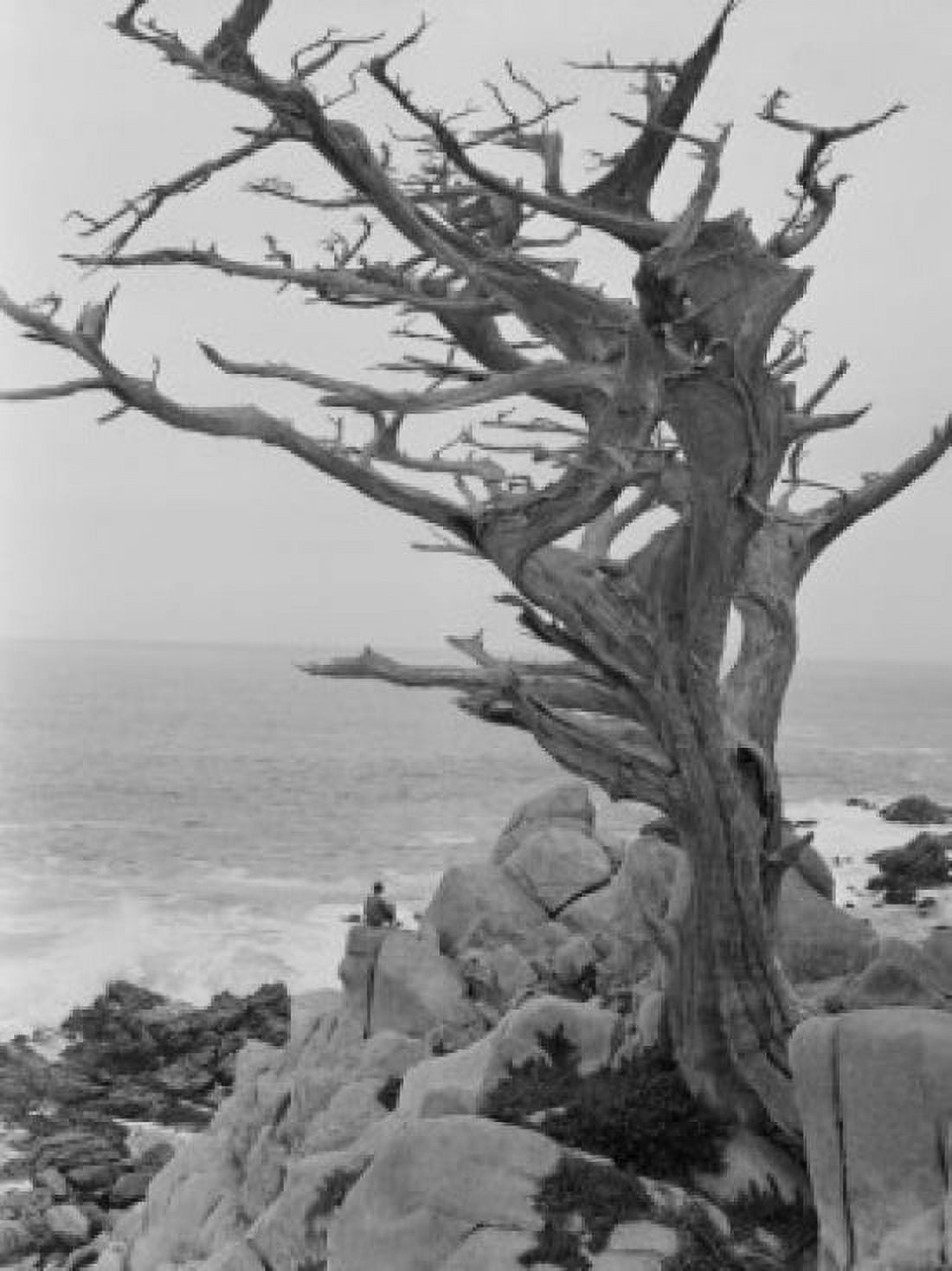 Dead Cypress tree on cliff Canvas Art - (24 x 36)