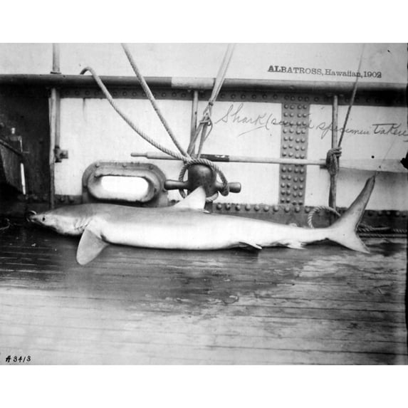 Dead Shark. Hawaiian Islands History (36 x 24)