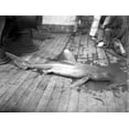 thumbnail image 1 of Dead Shark. Hawaiian Islands History (36 x 24), 1 of 2