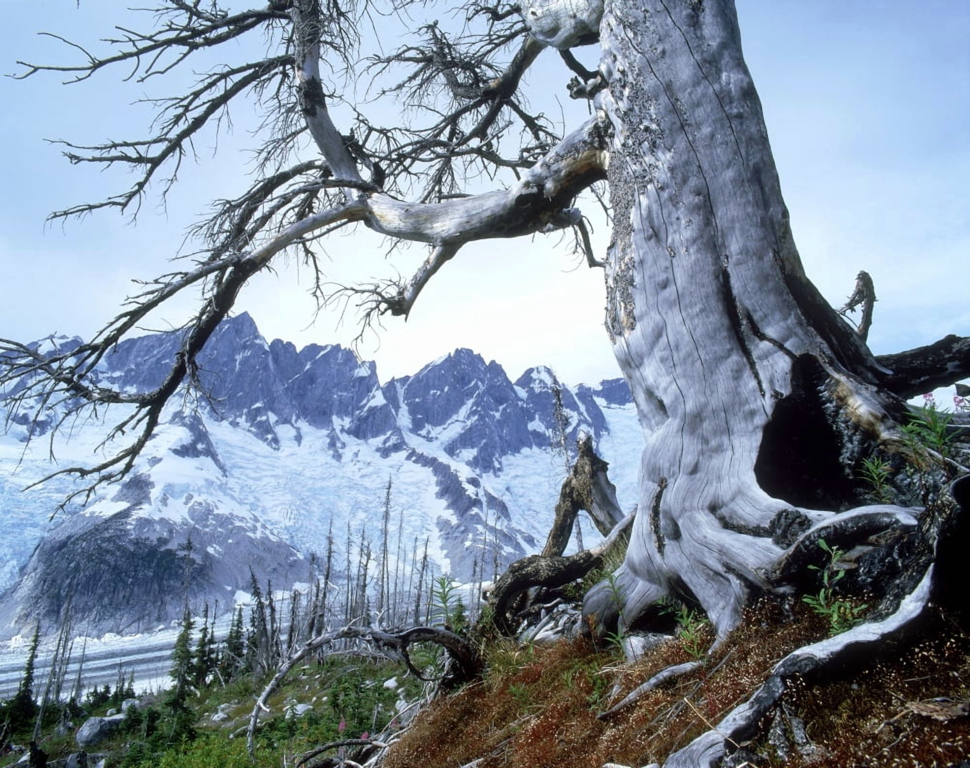 Dead Spruce In Old Forest Fire Nabob Pass Mt Waddington British Columbia Canada Canvas Art - David Nunuk Design Pics (32 x 26)