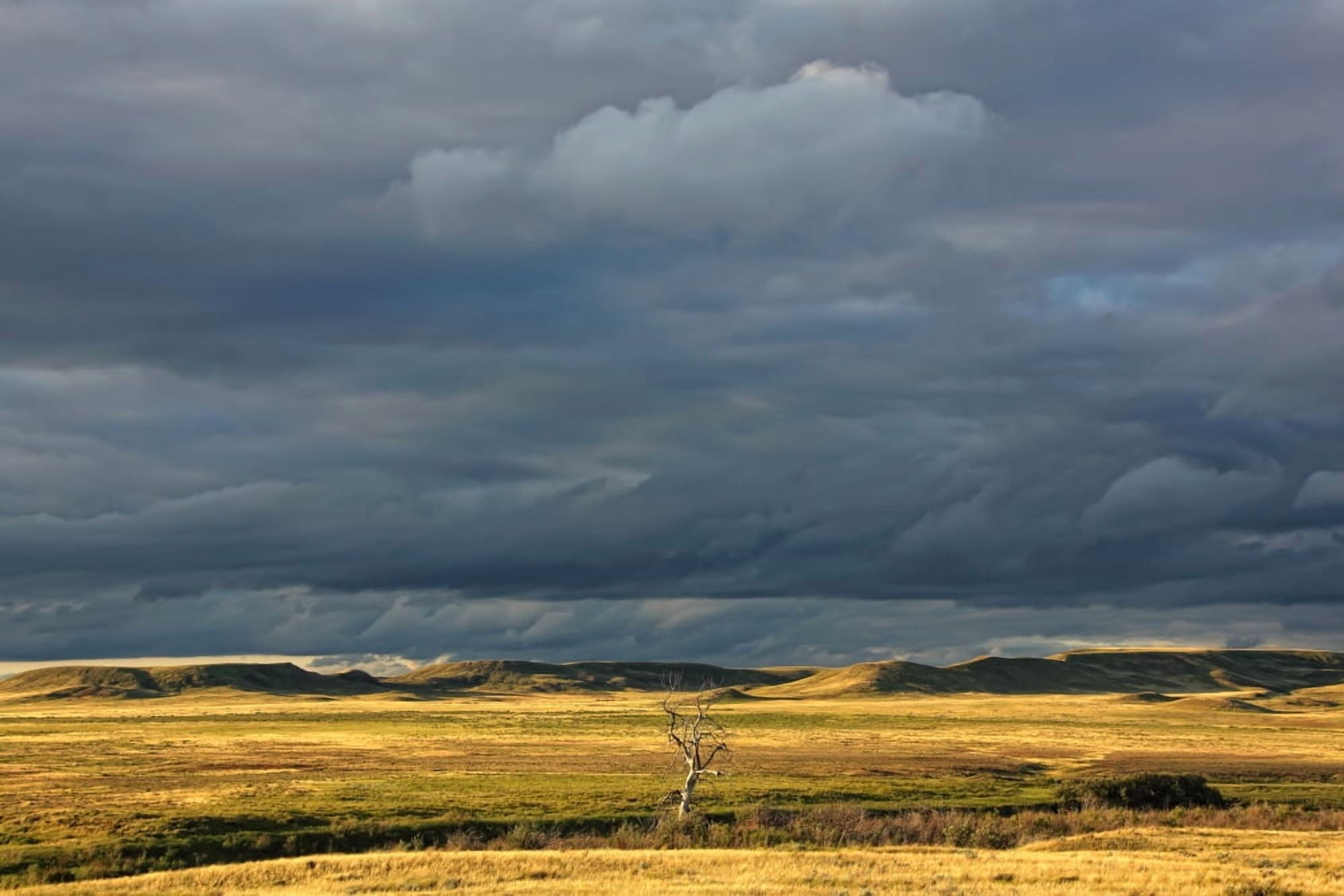 Dead Tree At Dusk With Storm Clouds Overhead Grasslands National Park Saskatchewan Canvas Art - Robert Postma Design Pics (17 x 11)