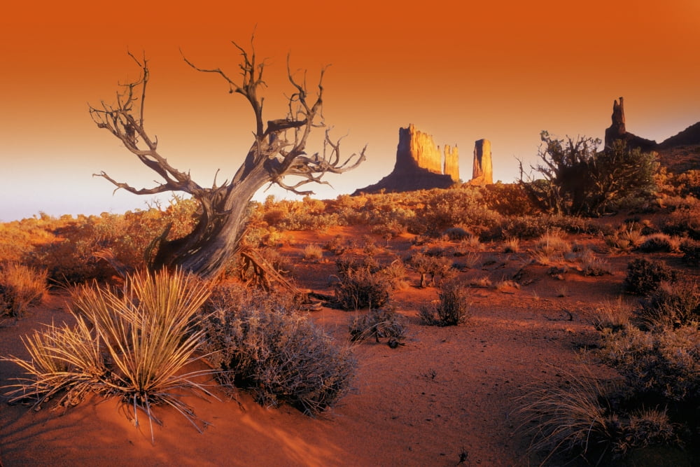 Dead Tree In Desert Monument Valley United States Of America Canvas Art - Don Hammond Design Pics (17 x 11)