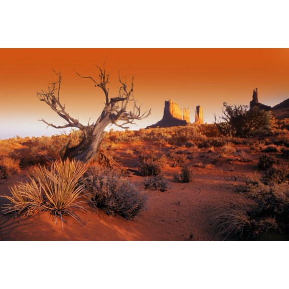 Dead Tree In Desert Monument Valley United States Of America Canvas Art - Don Hammond  Design Pics (17 x 11)