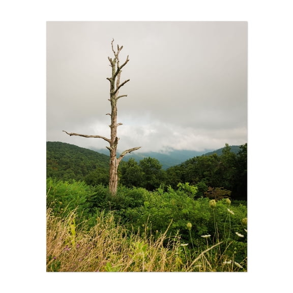 Dead Tree, Skyline Drive - Virginia Photography Unframed Wall Art Print 8 x 10 inches