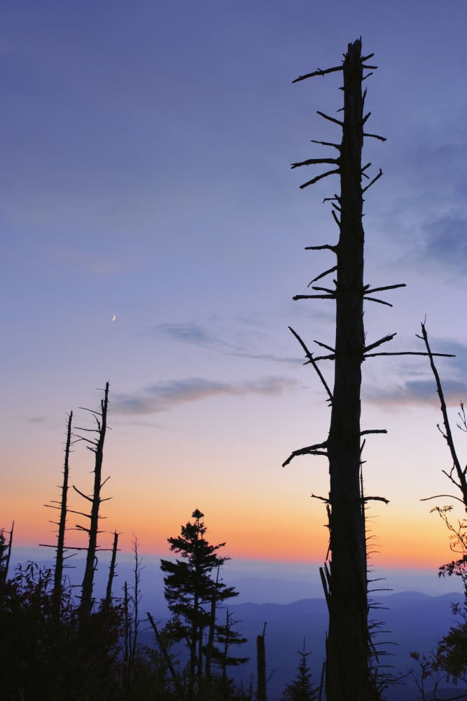 Dead Trees And Moon At Dusk From Clingmans Dome Great Smoky Mountains National Park North Carolina Canvas Art - Yves Marcoux Design Pics (11 x 17)