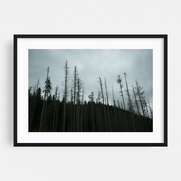 Dead Trees, Zakopane - Zakopane Małopolskie Poland Photography Black Framed Wall Art Print 16 x 24 inches