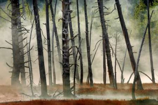 Dead Wood Canvas Art - Jure Kravanja (20 x 28)