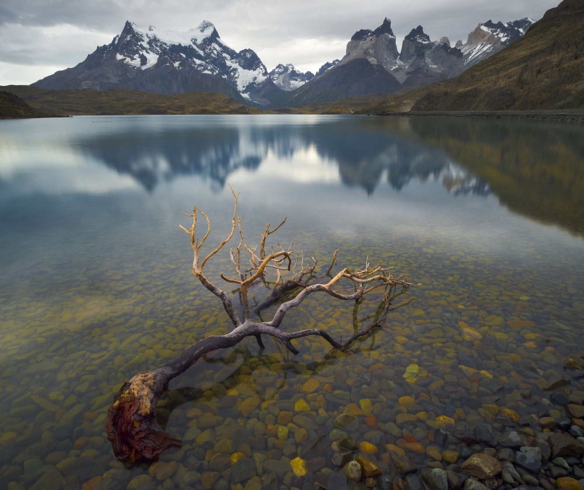 Dead beech tree in the shallow water Torres Del Paine Cordillera Paine Lake Pehoe Torres Del Paine National Park Chile Canvas Art - Panoramic Images (20 x 18)