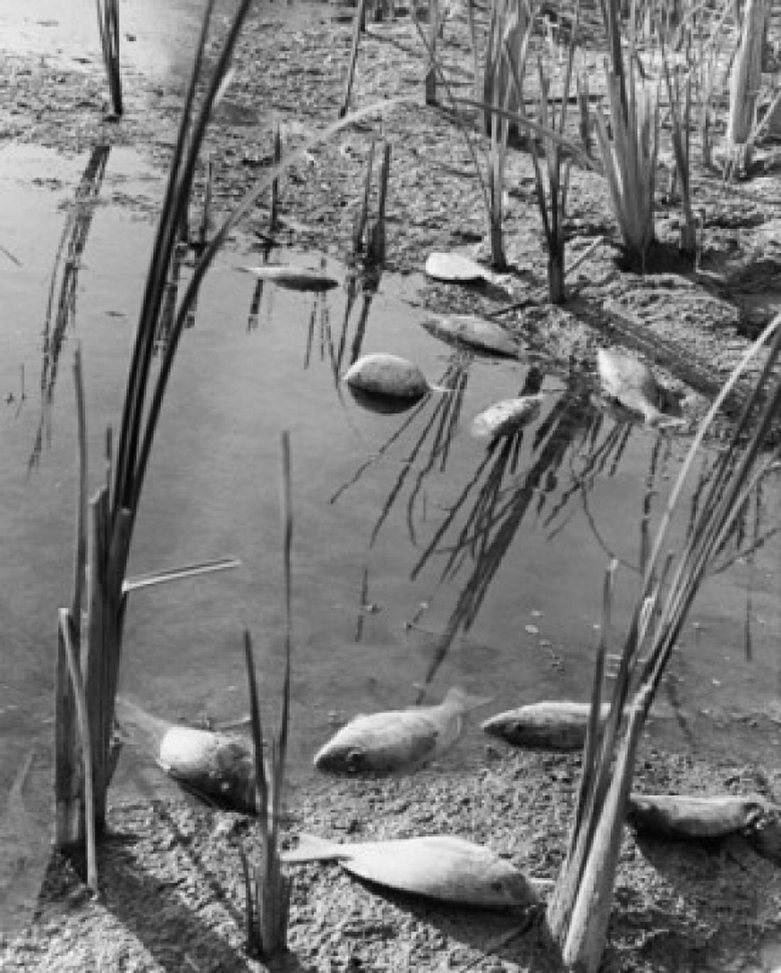 Dead fish in a marsh Canvas Art - (18 x 24)