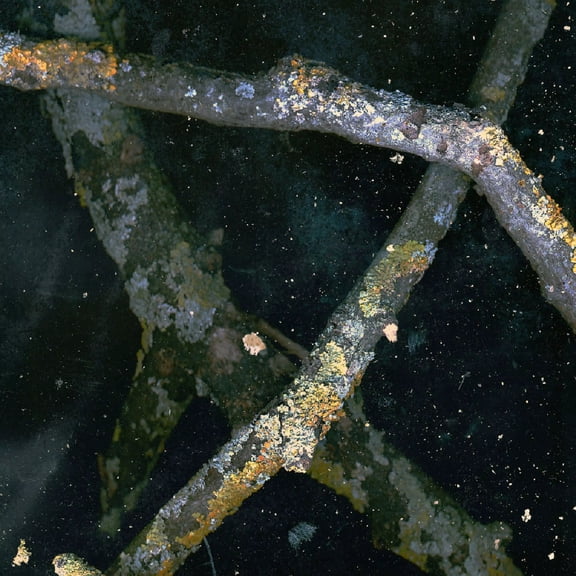 Dead {morning Night} (Audiobook)