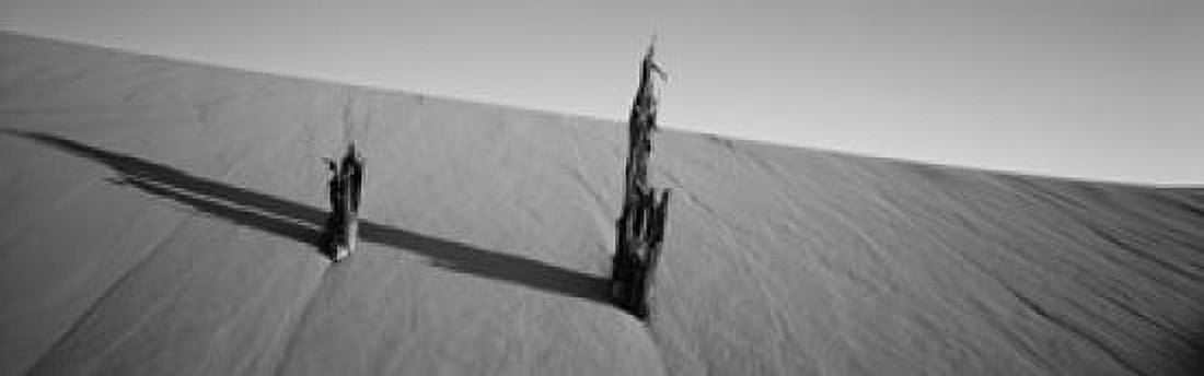 Dead pine tree at Coral Pink Sand Dunes State Park Utah USA Canvas Art - Panoramic Images (18 x 6)