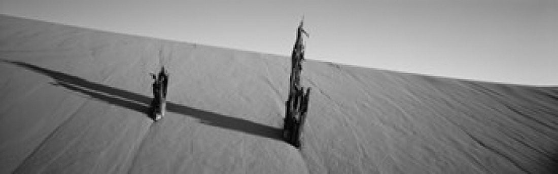 Dead pine tree at Coral Pink Sand Dunes State Park Utah USA Canvas Art - Panoramic Images (36 x 12)