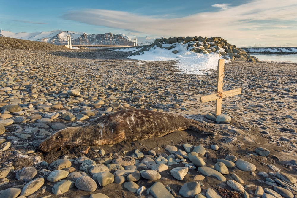 Dead seal on Breidamerkursandur Jokulsarlon Iceland Canvas Art - Panoramic Images (36 x 12)