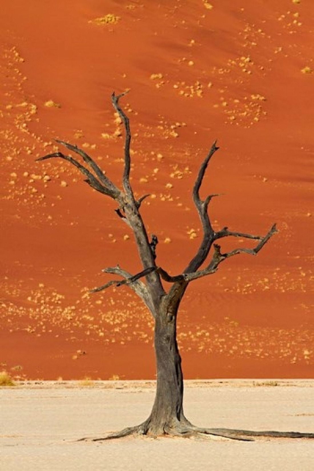 Dead tree sand dunes Deadvlei Namib-Naukluft National Park Namibia Canvas Art - David Wall DanitaDelimont (12 x 17)