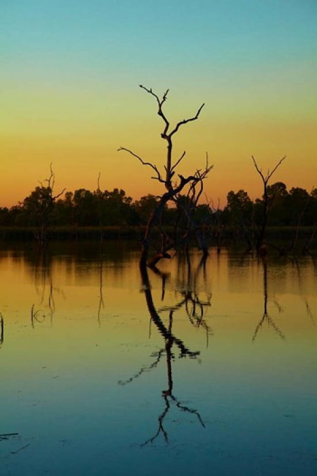 Dead trees Lily Creek Lagoon Lake Kununurra Australia Canvas Art - David Wall DanitaDelimont (19 x 29)