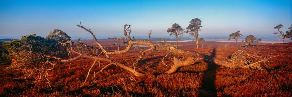 Dead trees Southern Uplands Lammermuir Hills Scottish Borders Scotland Canvas Art - Panoramic Images (27 x 9)
