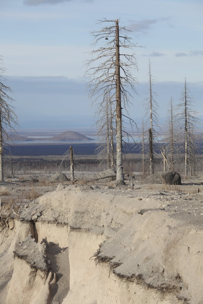 Dead trees at side of erosion gulley Canvas Art - Richard RoscoeStocktrek Images (12 x 18)