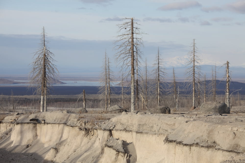 Dead trees beside erosion gulley revealing pyroclastic flow deposits Canvas Art - Richard RoscoeStocktrek Images (18 x 12)