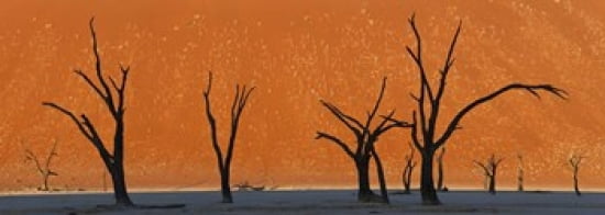Dead trees by red sand dunes Dead Vlei Namib-Naukluft National Park Namibia Canvas Art - Panoramic Images (36 x 13)