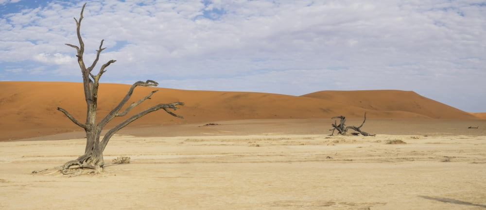 Dead trees in a desert Dead Vlei Sossusvlei Namib Desert Namib-Naukluft National Park Namibia Canvas Art - Panoramic Images (36 x 12)