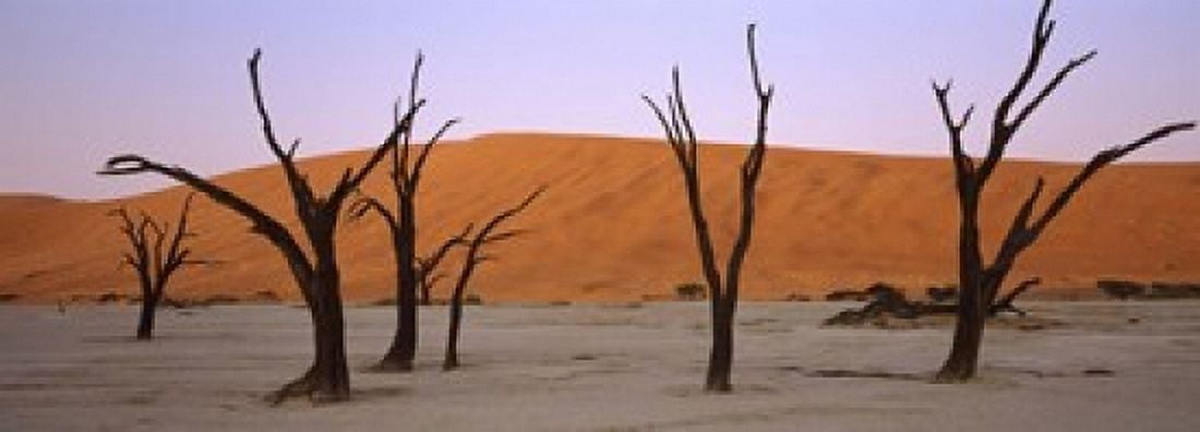 Dead trees in a desert at sunrise Dead Vlei Sossusvlei Namib-Naukluft National Park Namibia Canvas Art - Panoramic Images (18 x 7)