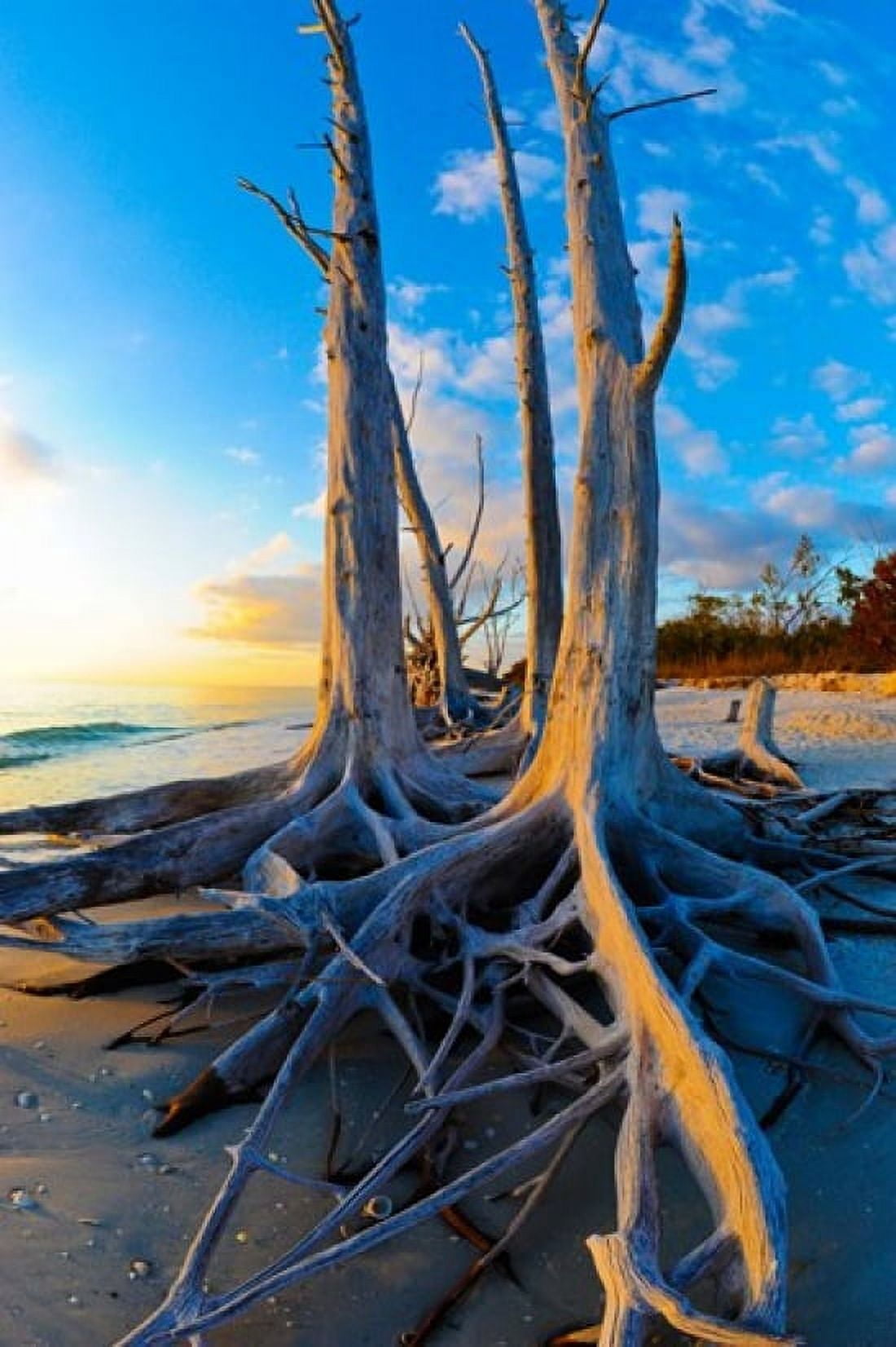 Dead trees on the beach at sunset Lovers Key State Park Lee County Florida USA Canvas Art - Panoramic Images (24 x 36)
