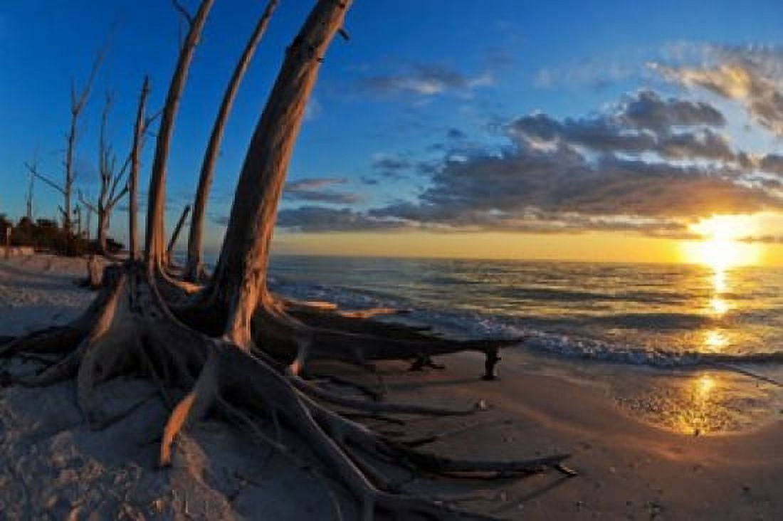 Dead trees on the beach at sunset Lovers Key State Park Lee County Florida USA Canvas Art - Panoramic Images (36 x 24)