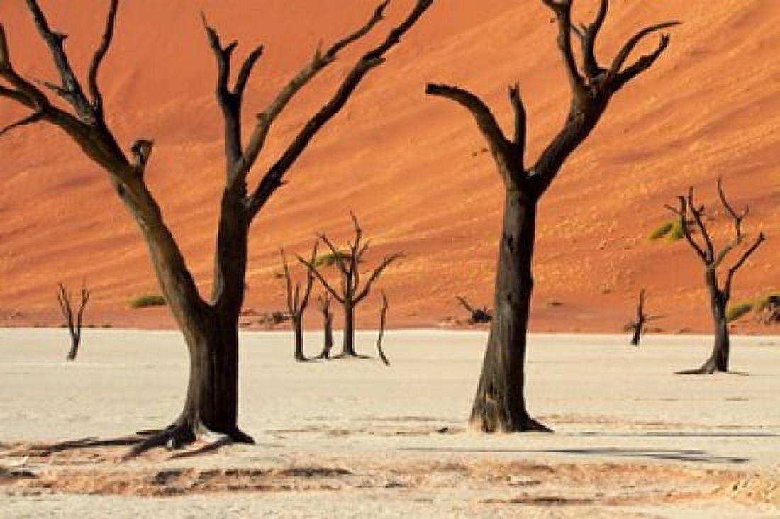 Dead trees with sand dunes Namibia Canvas Art - David Wall DanitaDelimont (35 x 24)
