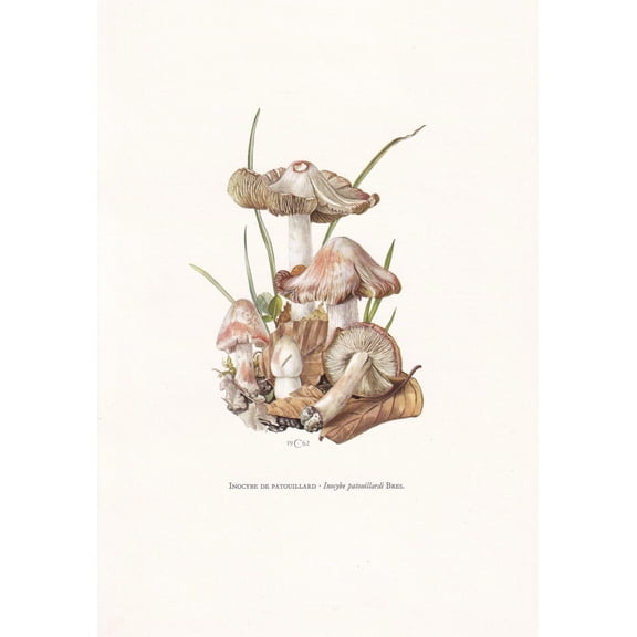 Deadly Fibrecap Mushroom Print, Unframed Paper Poster 8x10in