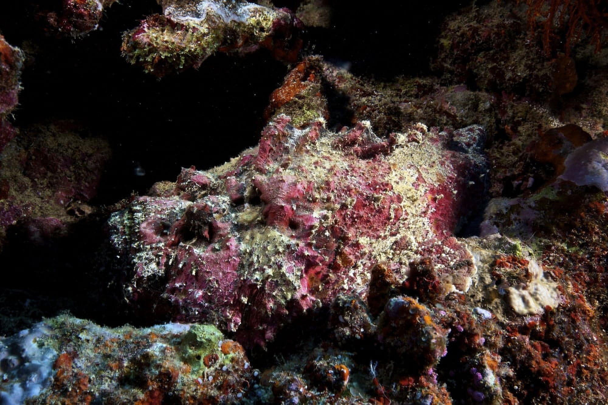 Deadly south pacific stonefish camouflaged in the reef Fiji Canvas Art - Terry MooreStocktrek Images (35 x 23)