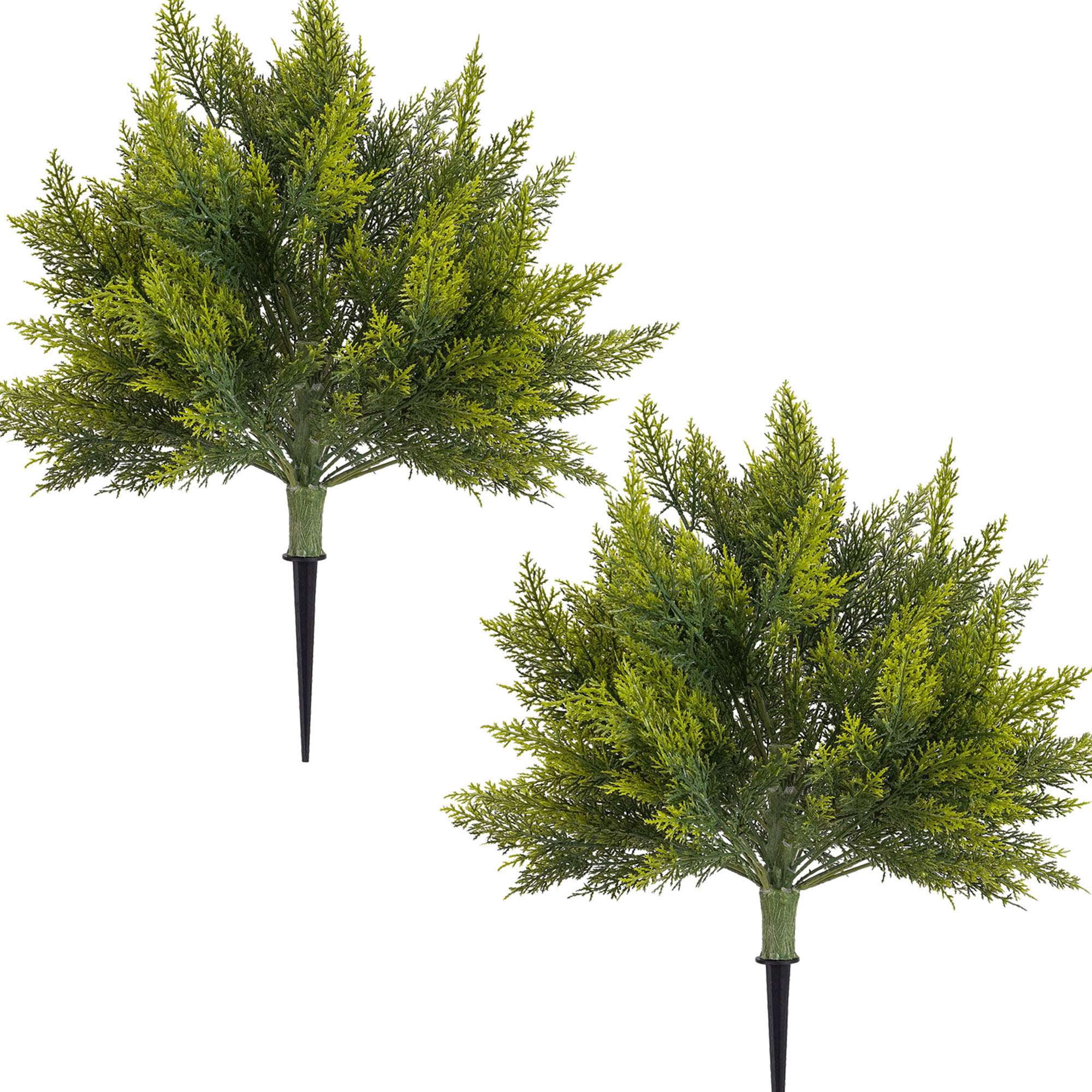 Front Cedar Tree Deago 2 Pack 23.6