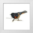 thumbnail image 1 of Dean, Bruce 20x20 White Modern Wood Framed Museum Art Print Titled - Songbird Study IV, 1 of 4