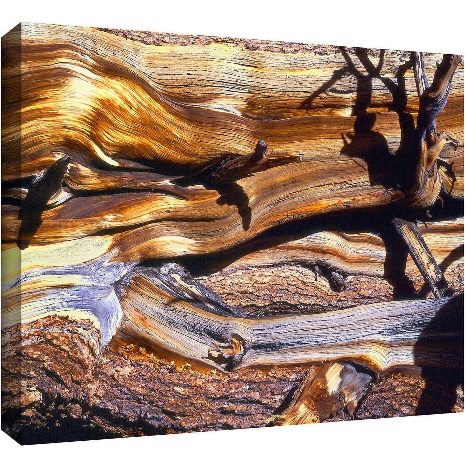 Dean Uhlinger "Ancient Bristlecone" Gallery-Wrapped Canvas