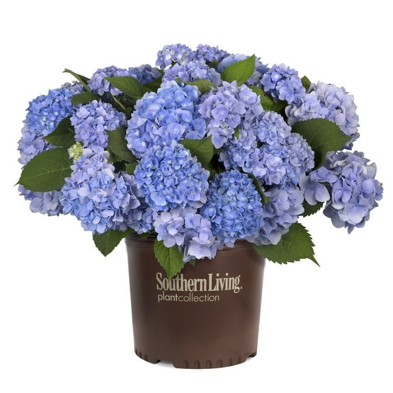 Southern Living Dear Dolores Hydrangea Live Shrub in 2-Gallon Grower Pot