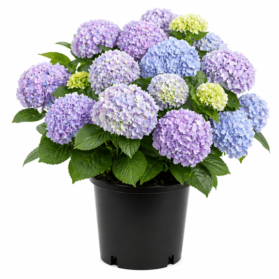 Dear Dolores Hydrangea  Pink & Blue Mophead Flowering Shrub for Sun & Part Shade