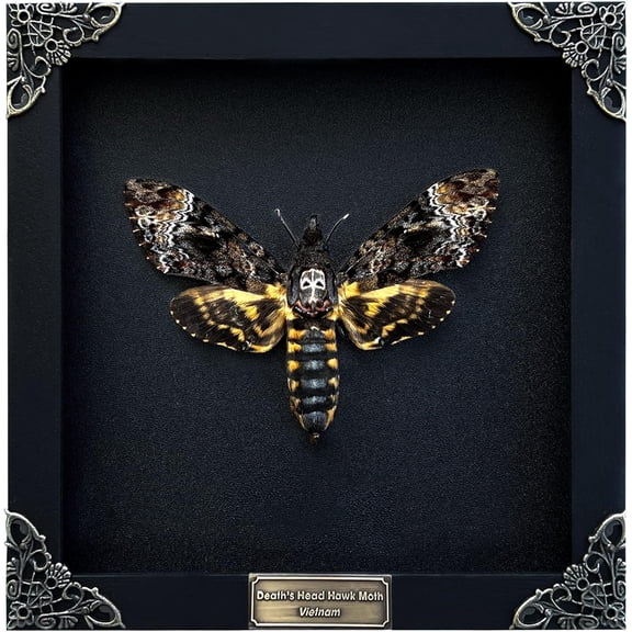 Death Head Moth Acherontia Skull Butterfly Handmade Shadow Box Oddity Curiosities Unique Gift Taxidermy Collectables Tabletop Wall Art Home Decor Living Gallery Bedroom K18-01-DE-MT