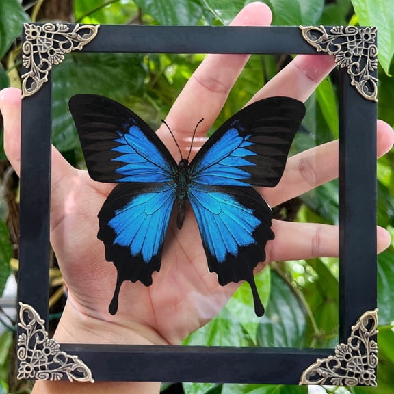Blue Winged Framed Shadow Box Art, Square Black Frame Curiosity Display, Dark Aesthetic Tabletop or Wall Hanging Home Decor