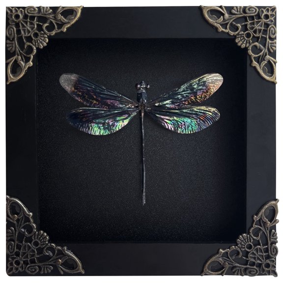Framed Nature Inspired Damselfly Wall Art Black Shadow Box Decorative Display, Gothic & Dark Aesthetic Home Decor for Wall or Shelf