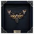 thumbnail image 1 of Death Head Moth Black Frame Shadow Box, Gothic Insect Inspired Wall Art, Dark Aesthetic Home Decor, Framed Display for Curiosity Cabinet K18-01-DE, 1 of 5