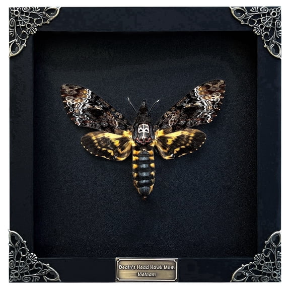 Death Head Moth Black Frame Shadow Box, Gothic Insect Inspired Wall Art, Dark Aesthetic Home Decor, Framed Display for Curiosity Cabinet K18-01-DE