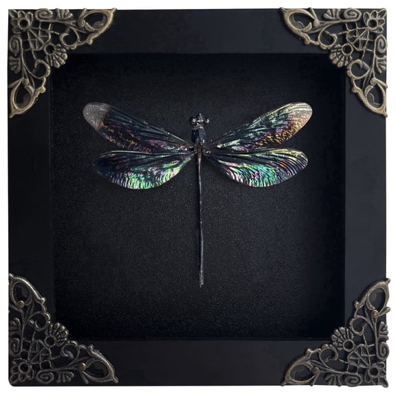Framed Nature Inspired Damselfly Wall Art Black Shadow Box Decorative Display, Gothic & Dark Aesthetic Home Decor for Wall or Shelf
