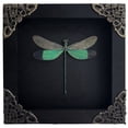thumbnail image 1 of Framed Nature-Inspired Dragonfly Wall Art – Black Shadow Box Decorative Display, Gothic & Dark Aesthetic Home Decor for Wall or Shelf K12-83-DE, 1 of 6
