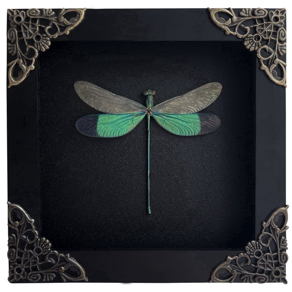 Framed Nature-Inspired Dragonfly Wall Art – Black Shadow Box Decorative Display, Gothic & Dark Aesthetic Home Decor for Wall or Shelf K12-83-DE