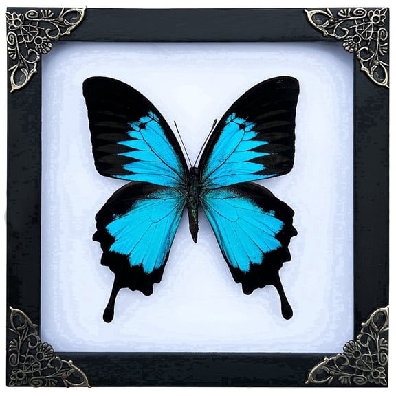 Blue Winged Framed Butterfly Shadow Box Art, Black Frame Curiosity Display, Dark Aesthetic Tabletop or Wall Hanging Home Décor K16-28-TR