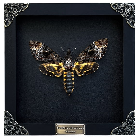 Death Head Moth Black Frame Shadow Box, Gothic Insect Inspired Wall Art, Dark Aesthetic Home Decor, Framed Display for Curiosity Cabinet
