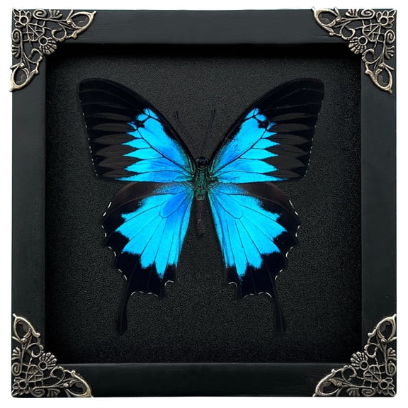 Blue Winged Framed Shadow Box Art, Square Black Frame Curiosity Display, Dark Aesthetic Tabletop or Wall Hanging Home Decor
